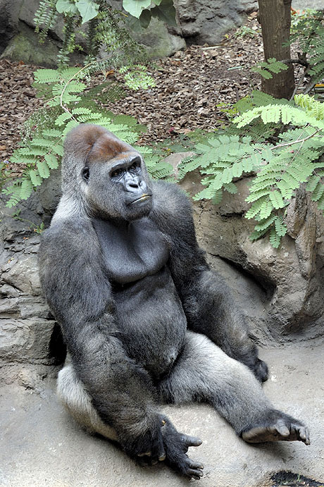 Erwachsene gorillas im zoo loro park teneriffa foto