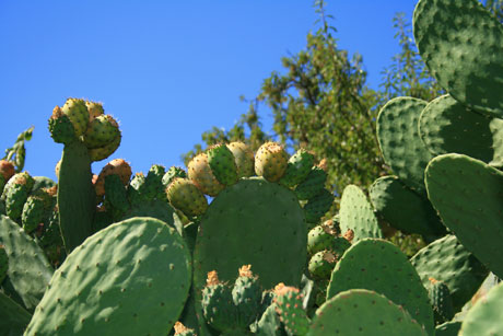 Kaktus fruechten und blumen tenerife foto