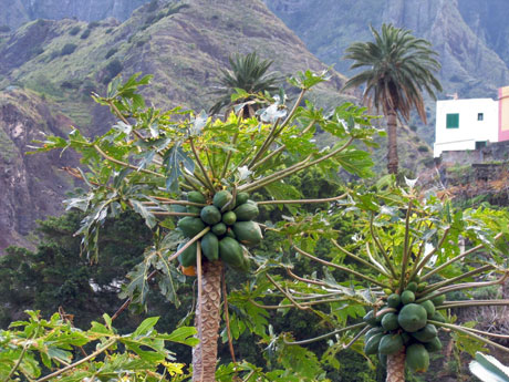 Papaya baeume mit fruechten tenerife foto