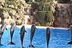 Delphine Springen In Teneriffa Kanarische Inseln