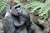 Erwachsene Gorillas Im Zoo Loro Park Teneriffa