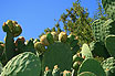 Kaktus Fruechten Und Blumen Tenerife