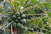 Papaya Baeume Mit Fruechten Tenerife