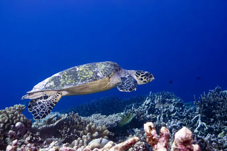 Unterwasser meeresschildkroeten auf teneriffa foto