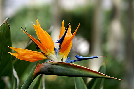 Voll erbluehte paradiesvogel blumen auf teneriffa kanarische inseln foto