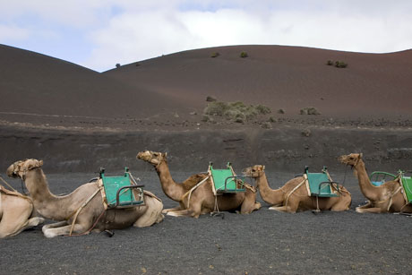 Camels in Canary islands photo