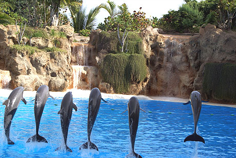 Dolphins jumping in Tenerife Canary islands photo