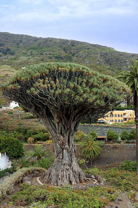 Dragon tree Dracaena Draco at the Icod de los Vinos Tenerife photo