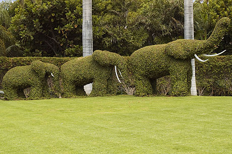 Elephants gardening art at Tenerife Zoo photo