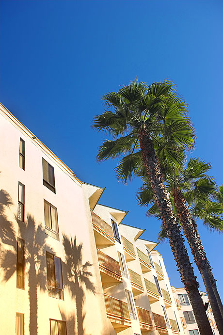 Exotic palm trees in front of Tenerife hotel Canary islands photo