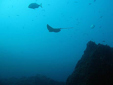 Ray and big fish in Tenerife underwater photo photo