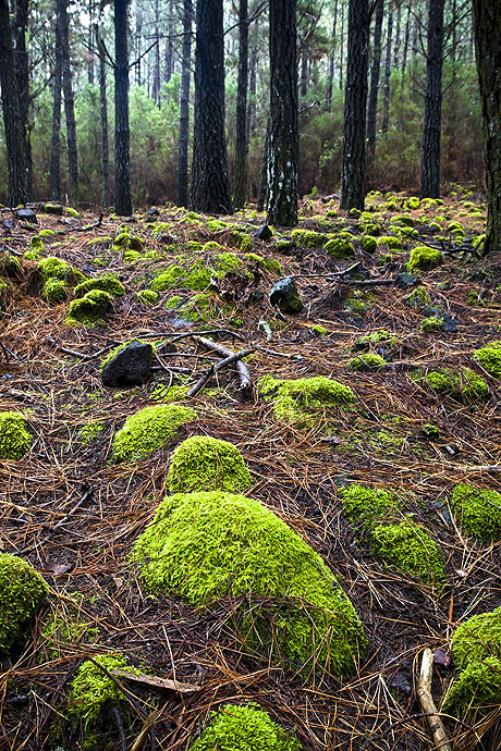 Sorrounding humid forest of Teide volcano Canary islands photo