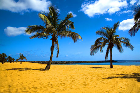 Sunny weather and beach palm trees photo