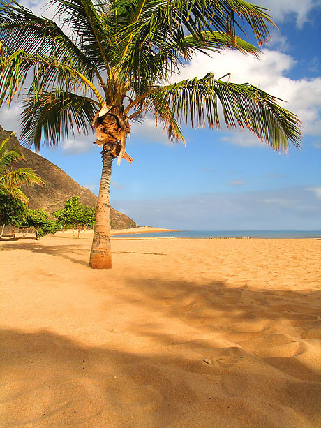 Tropical palm tree on the white sandy beach Canary islands photo