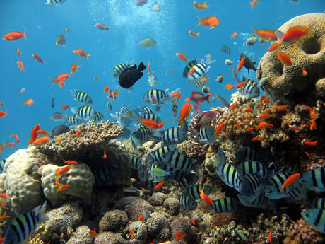 Underwater coral reef photo