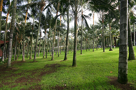 Giardino di palme allo zoo di tenerife isole canarie foto