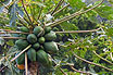 Alberi Di Papaia Con Frutti In Tenerife