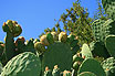 Fiori E Frutti Di Cactus In Tenerife