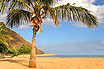 Palma Tropicale Sun Una Spiaggia Con Sabbia Bianca Tenerife