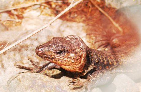 Una specie di rettile in tenerife foto