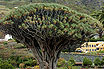 Copacul Dragon Dracaena Draco La Icod De Los Vinos Tenerife