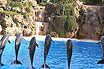 Delfini In Tenerife Insulele Canare