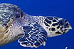 Морские черепахи Тенерифе