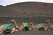 Верблюды на Канарских островах Тенерифе